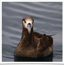 Black Footed Albatross - Floating Black Footed Albatross - Floating